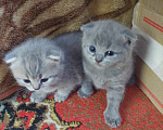 Кошки в других городах Приморского края: Продажа котят Девочка, 9 000 руб. - фото 5