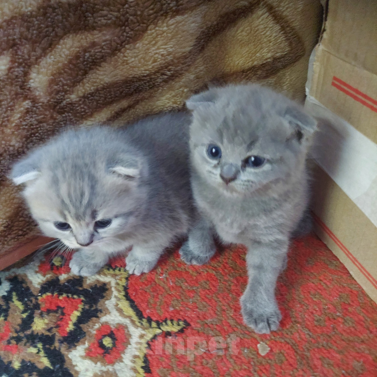 Кошки в других городах Приморского края: Продажа котят Девочка, 9 000 руб. - фото 5