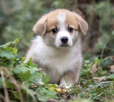 Породный щенок вельш корги пемброк