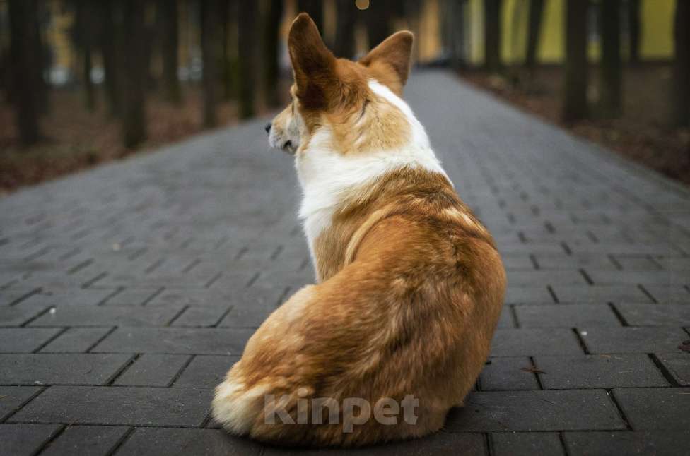 Собаки в Москве: Вельш корги пемброк девочка Девочка, 12 000 руб. - фото 7