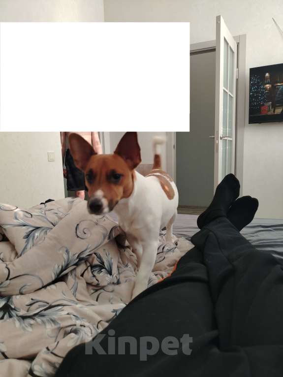 Собаки в Перми: Отдам кобеля Мальчик, Бесплатно - фото 1