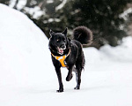Собаки в Москве: Небольшая черная собачка Эльза в добрые руки Девочка, 1 руб. - фото 6