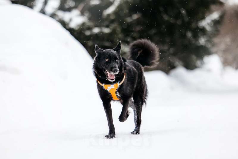 Собаки в Москве: Небольшая черная собачка Эльза в добрые руки Девочка, 1 руб. - фото 6