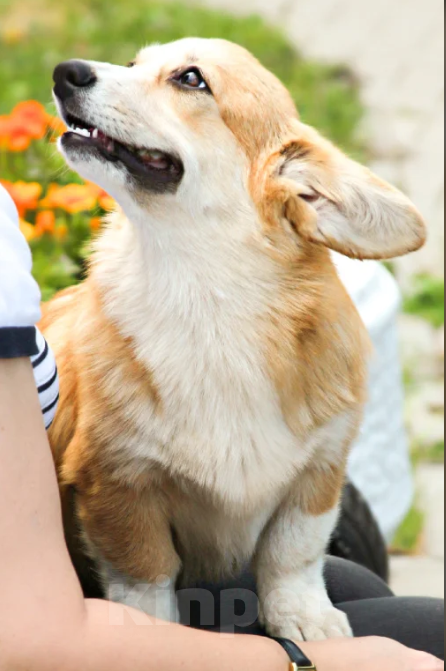 Собаки в Чапаевске: Девочка Эстель Руж Девочка, 50 000 руб. - фото 2