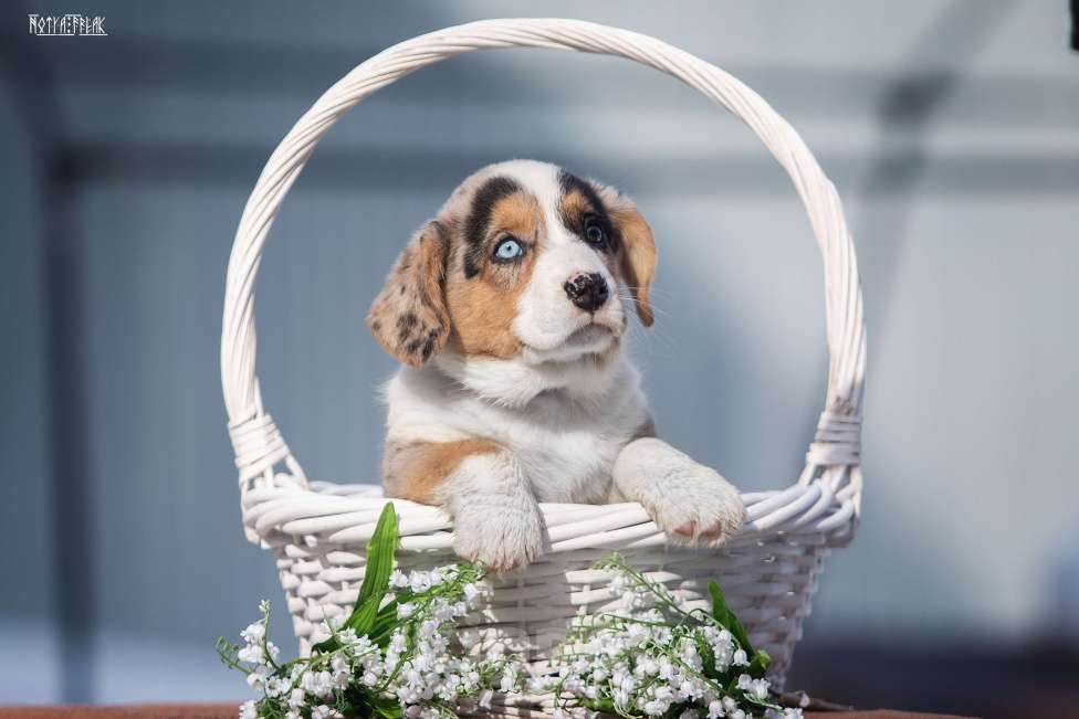 Собаки в Москве: Мальчик корги Мальчик, Бесплатно - фото 2