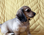 Собаки в Москве: Клубный щенок кремовой, миниатюрной таксы Девочка, 90 000 руб. - фото 5