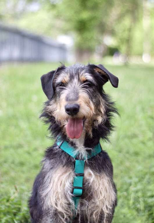 Собаки в Москве: Чуткий открытый Освальд в поисках дома Мальчик, Бесплатно - фото 1