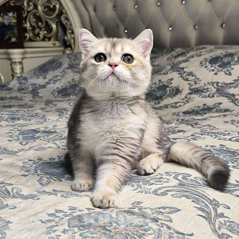 Кошки в Санкт-Петербурге: Кальвадос сладкий парень  Мальчик, 45 000 руб. - фото 2