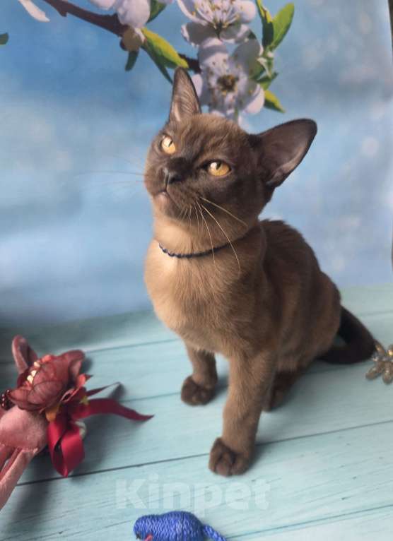 Кошки в других городах Ленинградской области: Бурманский котенок Мальчик, 40 000 руб. - фото 1