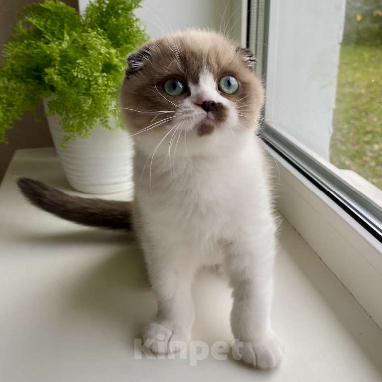Кошки в других городах Нижегородской области: Шотландский вислоухий котёнок Мальчик, 50 000 руб. - фото 1