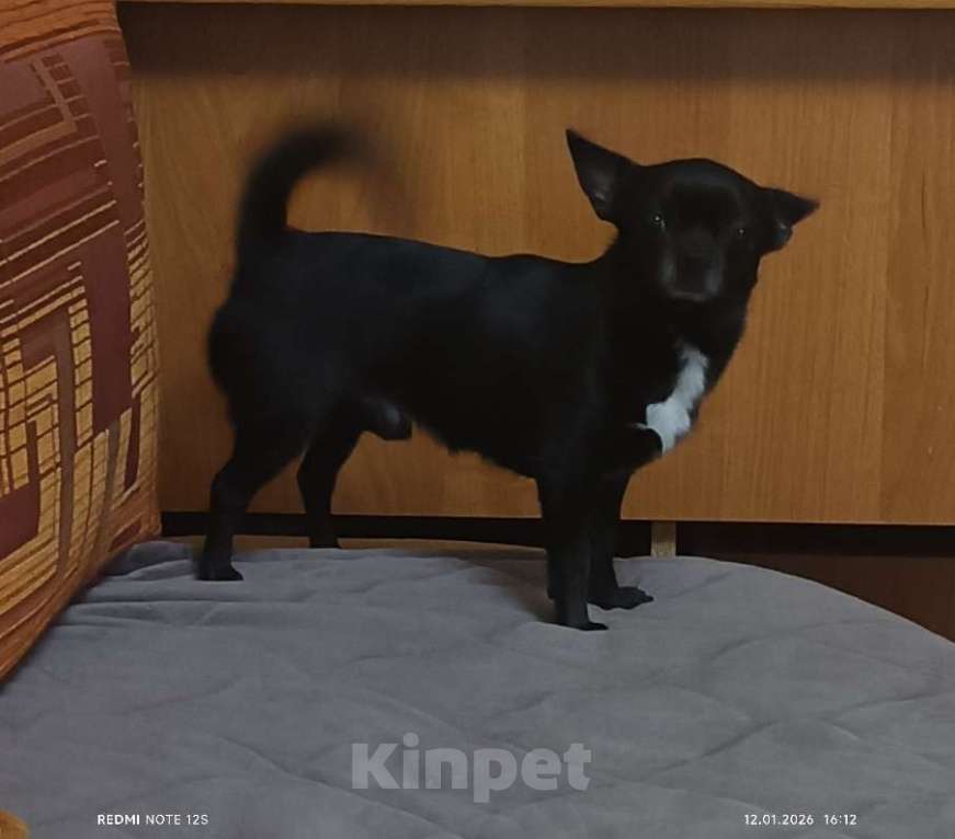 Собаки в Москве: Вязка чихуахуа Мальчик, 5 000 руб. - фото 2