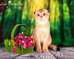 Кошки в Санкт-Петербурге: Золотая кошечка 🎀 скоттиш фолд Девочка, Бесплатно - фото 1