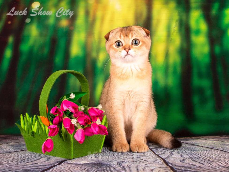 Кошки в Санкт-Петербурге: Золотая кошечка 🎀 скоттиш фолд Девочка, Бесплатно - фото 1