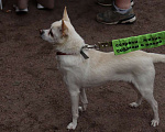 Собаки в Санкт-Петербурге: Маленький джентльмен весом 6 кг Мальчик, Бесплатно - фото 5