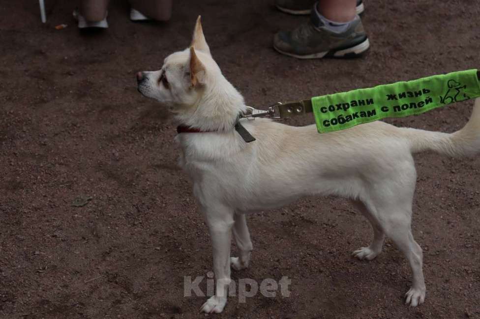 Собаки в Санкт-Петербурге: Маленький джентльмен весом 6 кг Мальчик, Бесплатно - фото 5