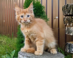 Кошки в Мытищах: Котята Мейн-кун Мальчики Мальчик, 40 000 руб. - фото 4