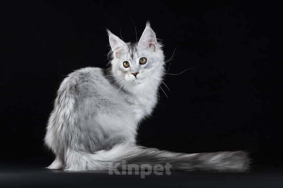 Кошки в Москве: Котенок мейн-кун девочка Девочка, 80 000 руб. - фото 1