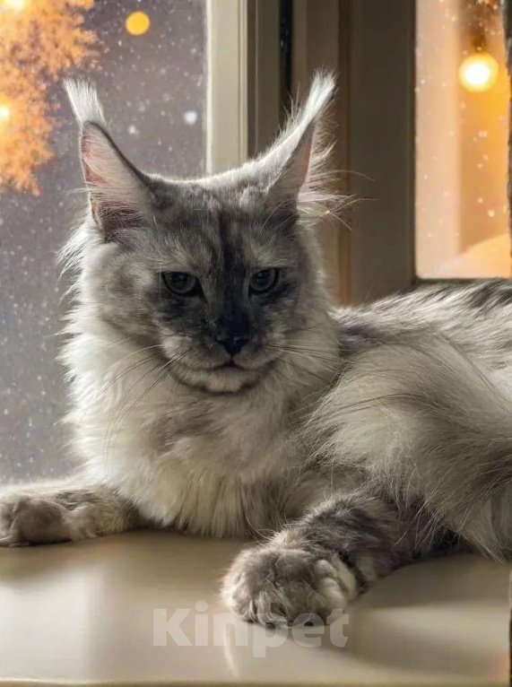 Кошки в Москве: ДЕВЧУШКА НА ВЫДАНЬЕ ИЗ ПИТОМНИКА Девочка, 30 000 руб. - фото 4