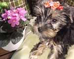 Собаки в Санкт-Петербурге: Щенки йоркширского терьера Девочка, 25 500 руб. - фото 6
