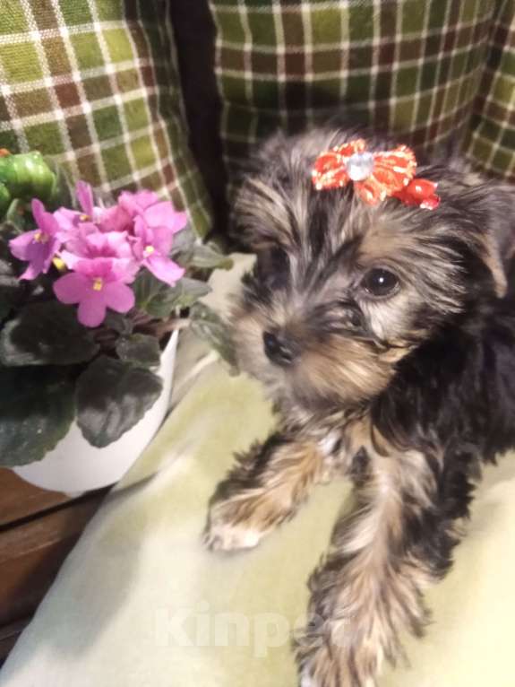 Собаки в Санкт-Петербурге: Щенки йоркширского терьера Девочка, 25 500 руб. - фото 6