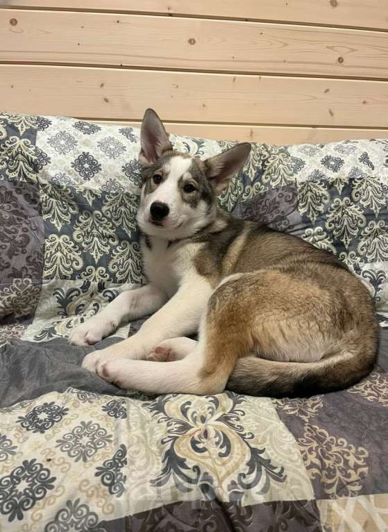 Собаки в Москве: Щенок метиса лайки ищет дом Девочка, Бесплатно - фото 4