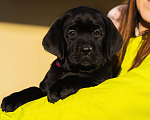 Собаки в Красноярске: Лабрадор ретривер щенок  Девочка, Бесплатно - фото 3