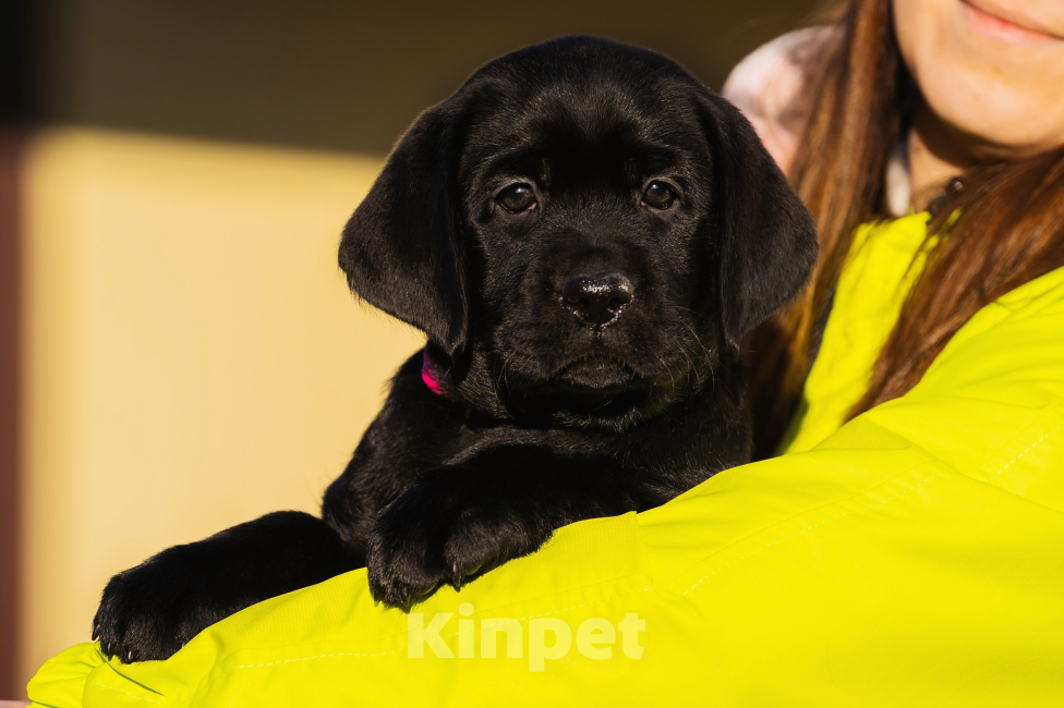 Собаки в Красноярске: Лабрадор ретривер щенок  Девочка, Бесплатно - фото 3