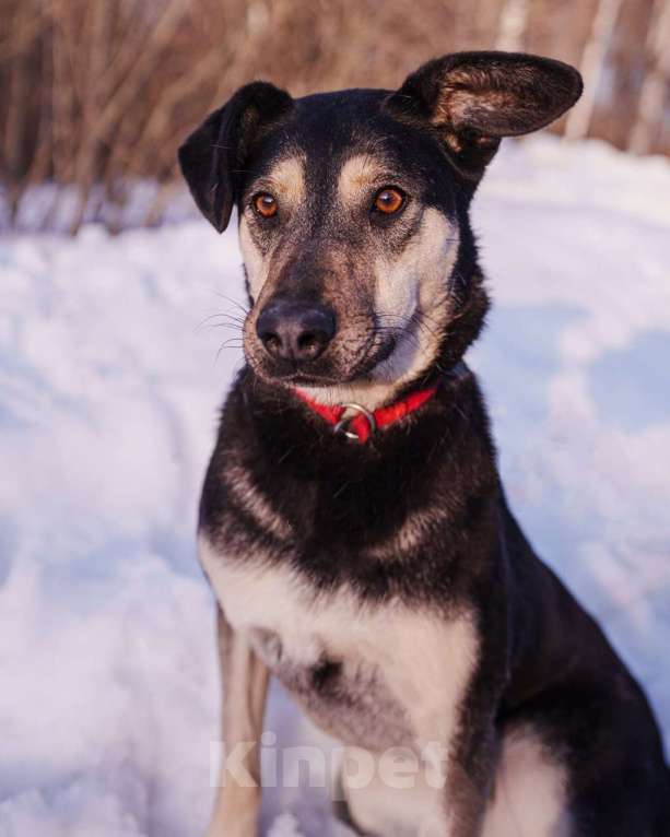 Собаки в других городах Московской области: Миниатюрная и очень милая собачка хочет домой Девочка, Бесплатно - фото 8