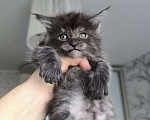 Кошки в Ржеве: Котята мей-кун от красивой пары❤️ Разнополые, Бесплатно - фото 2