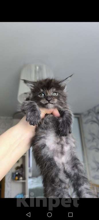 Кошки в Ржеве: Котята мей-кун от красивой пары❤️ Разнополые, Бесплатно - фото 2