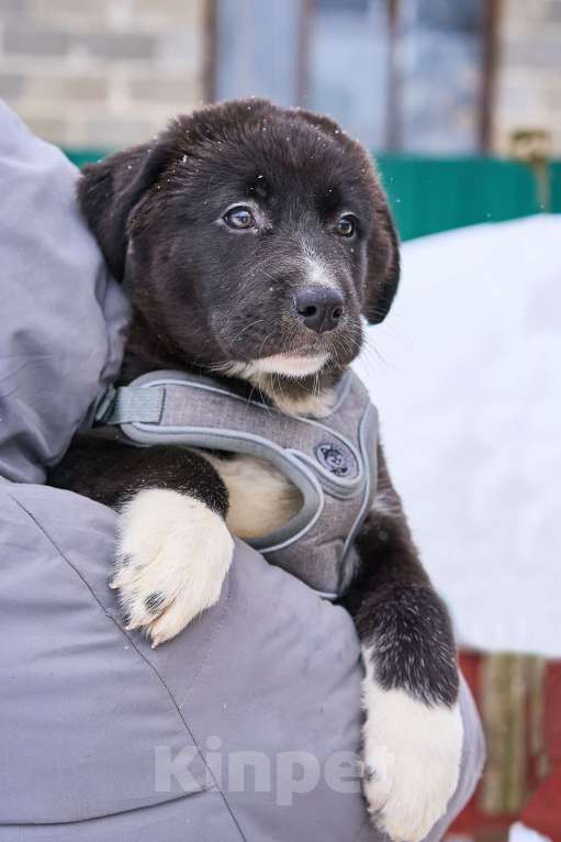 Собаки в Москве: щенок Тимка в добрые руки Мальчик, Бесплатно - фото 4