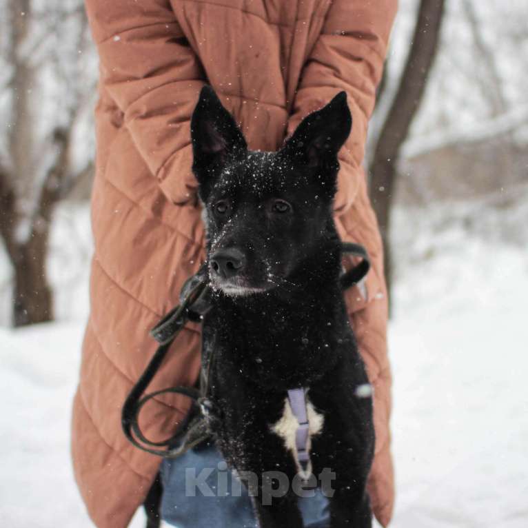 Собаки в Москве: Грета Девочка, Бесплатно - фото 2