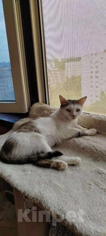 Кошки в Москве: Очаровательная кошечка Ася ищет свой дом (Москва и Мо) Девочка, Бесплатно - фото 6