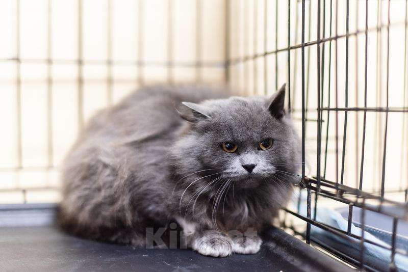 Кошки в Москве: Пушистая красавица Артемида в добрые руки. Девочка, Бесплатно - фото 1