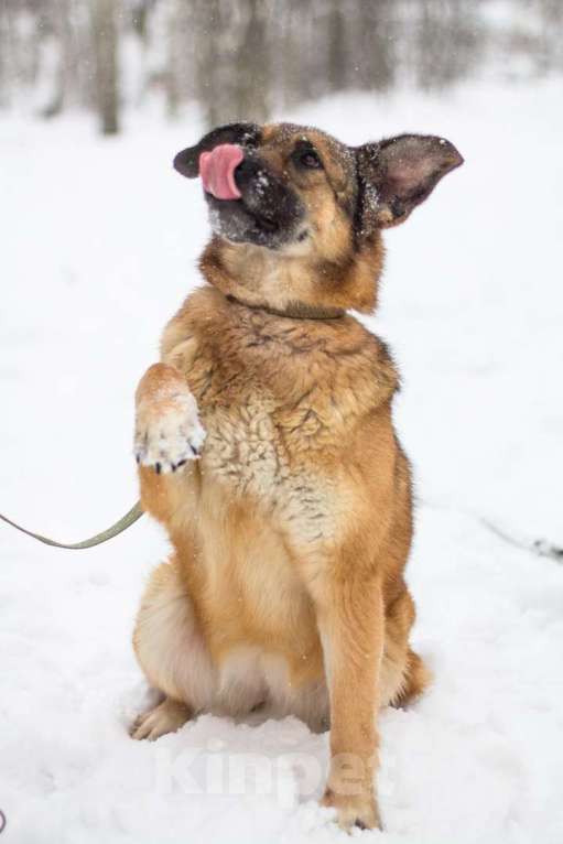 Собаки в Москве: Хлоя Девочка, Бесплатно - фото 5