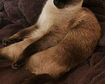 Кошки в Краснодаре: Вязка кошки Девочка, Бесплатно - фото 1