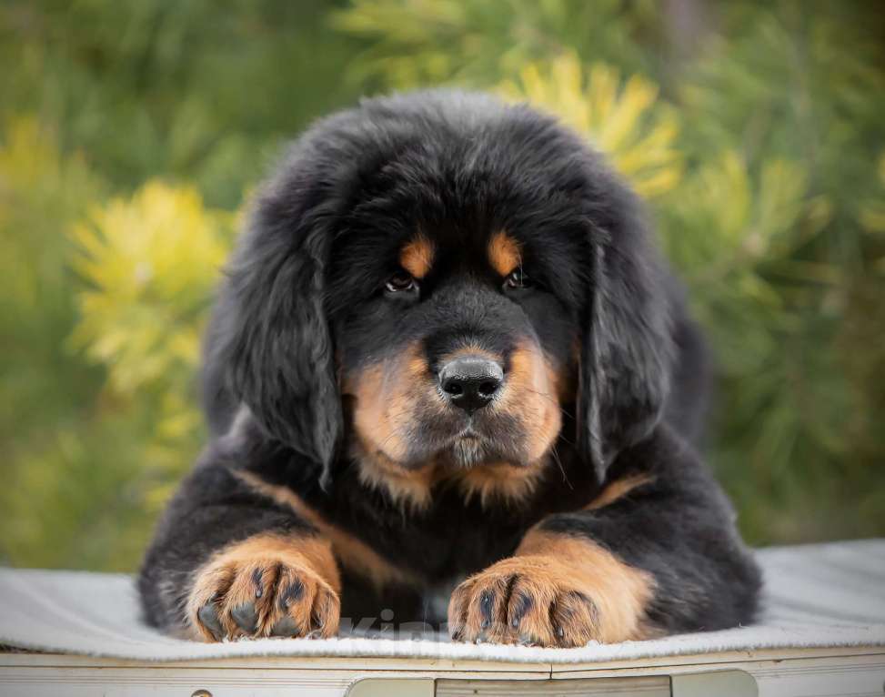 Собаки в других городах Ярославской области: Щенки Тибетского Мастифа  Мальчик, 100 000 руб. - фото 9