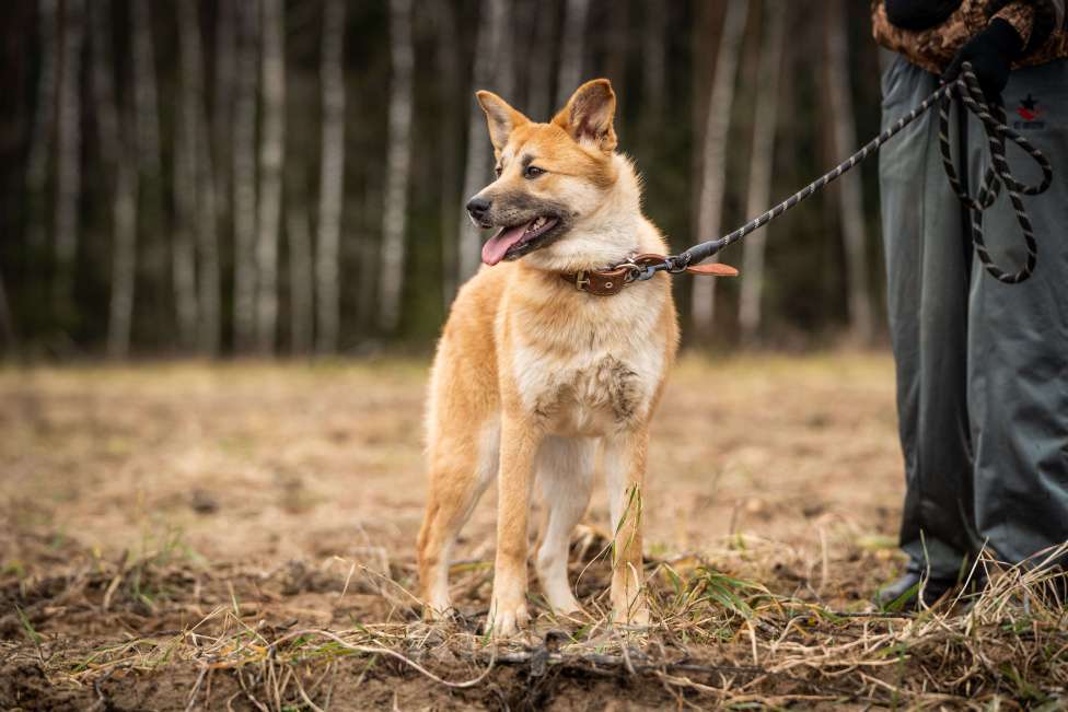 Собаки в Клине: Хеди — настоящая искорка счастья Девочка, Бесплатно - фото 6