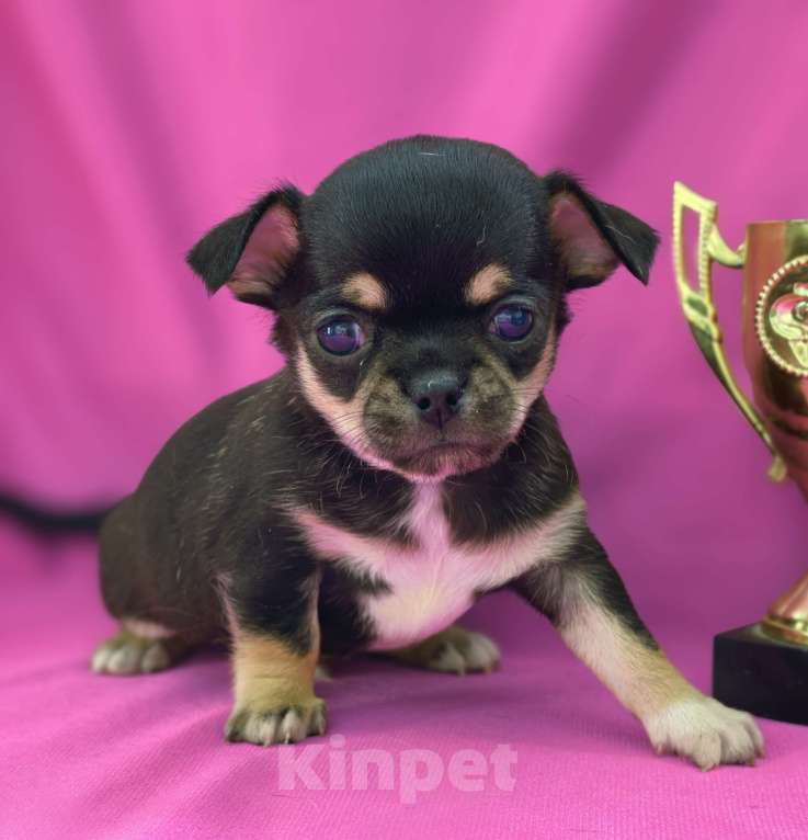 Собаки в Москве: Мальчик чихуахуа Мальчик, 35 000 руб. - фото 1