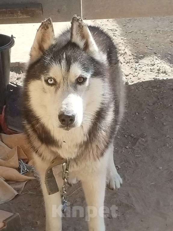 Собаки в Санкт-Петербурге: Отдам собаку бесплатно Мальчик, Бесплатно - фото 2