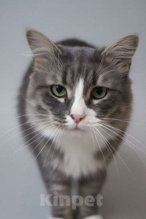 Кошки в Москве: Лео ищет дом!  Мальчик, Бесплатно - фото 2