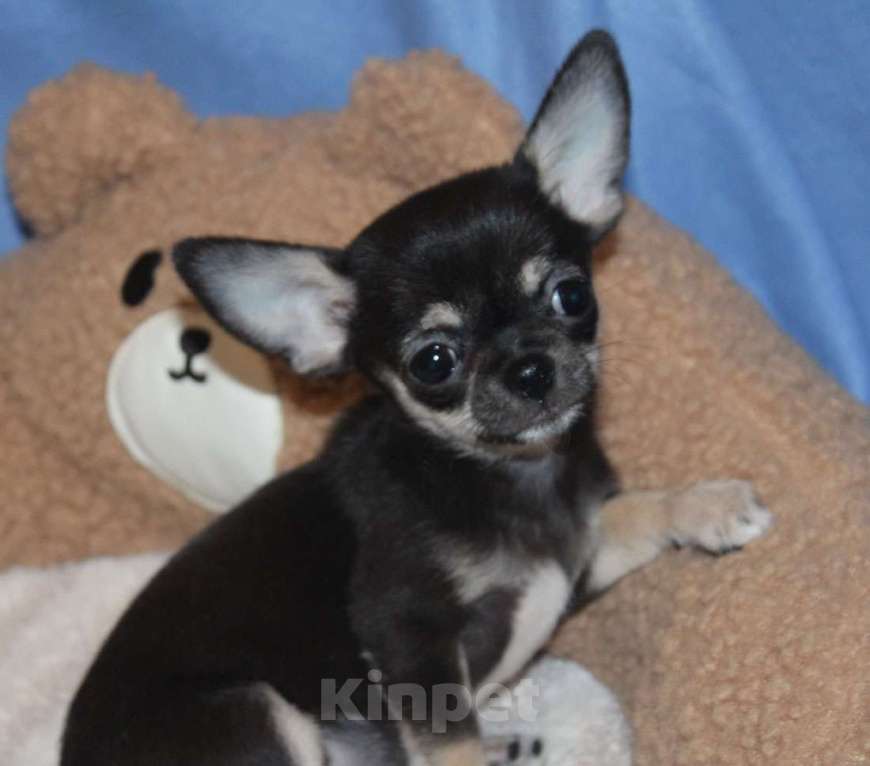Собаки в Москве: Мини девочка чихуахуа Девочка, 35 000 руб. - фото 4