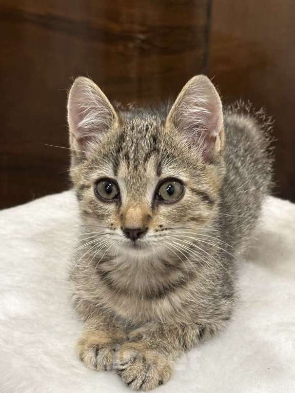 Кошки в Москве: Микки-котенок мечты для вашей семьи! Мальчик, Бесплатно - фото 7