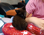 Кошки в других городах Московской области: Котёнок в добрые руки! Мальчик, Бесплатно - фото 3
