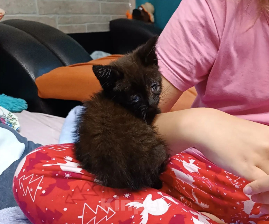 Кошки в других городах Московской области: Котёнок в добрые руки! Мальчик, Бесплатно - фото 3