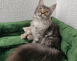 Кошки в Санкт-Петербурге: Котёнок мейн-кун Девочка, Бесплатно - фото 6