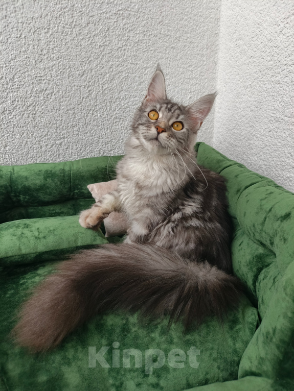 Кошки в Санкт-Петербурге: Котёнок мейн-кун Девочка, Бесплатно - фото 6
