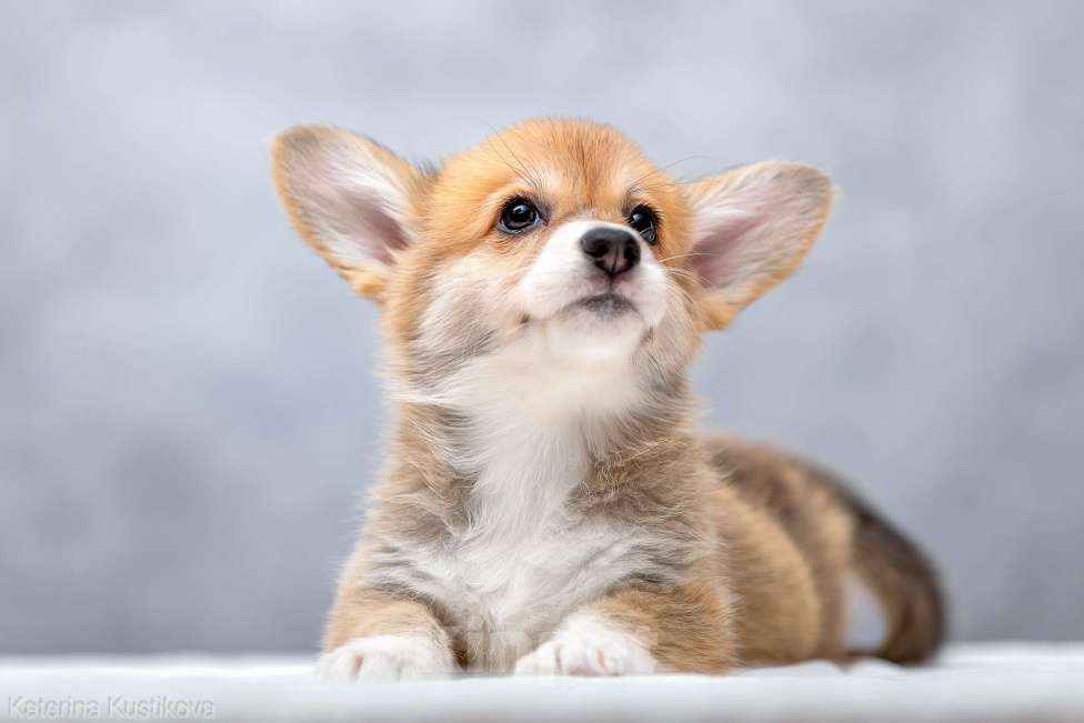 Собаки в Москве: Щенки вельш корги пемброк Девочка, 55 000 руб. - фото 5