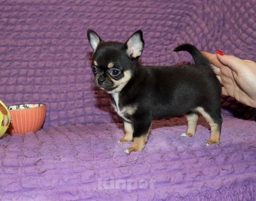 Собаки в Москве: 👍Супер курносая красотка Девочка, 75 000 руб. - фото 5