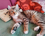 Кошки в Тамбове: Котенок девочка Девочка, Бесплатно - фото 4
